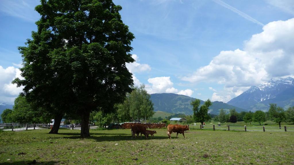 Haus Rieder Georg Appartement Maria Alm am Steinernen Meer Buitenkant foto